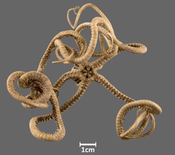 Media type: image;   Invertebrate Zoology OPH-2829 Aspect: ventral